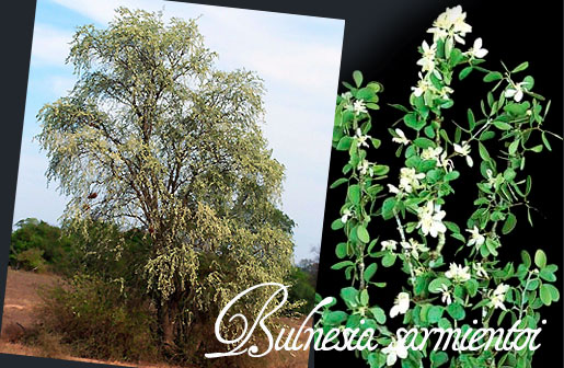 Bulnesia sarmientoi - Palo Santo Bulnesia sarmientoi (Palo Santo)