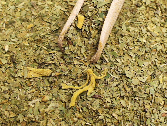 Yerba Mate Bio Organic Ginger & Turmeric